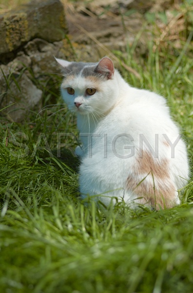BRITISH SHORTHAIR 069.jpg